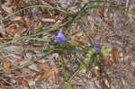 Hairyflower spiderwort